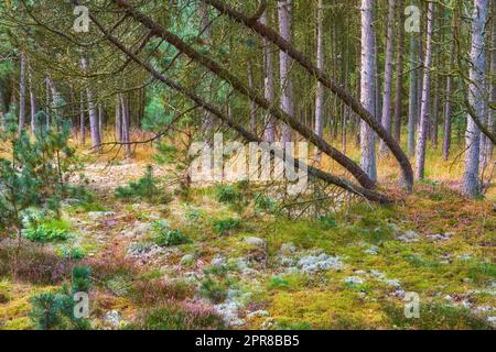 Die Landschaft des leeren Kiefernwaldes im Herbst. Ruhige, malerische Wälder mit dünnen, hohen Bäumen. Friedliche Wildnis zum Erkunden und Wandern im Sommer. Entspannender abgelegener Wanderweg durch die wilde Natur Stockfoto