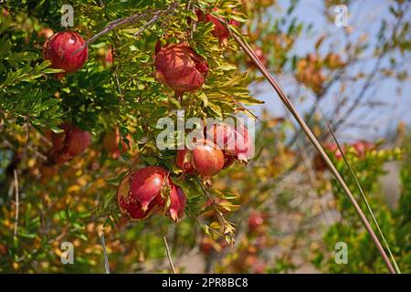 Reife Granatäpfel hängen an einem Ast im Garten. Eine Fülle frischer, saftiger und gesunder Früchte, die in einem grünen Hinterhof zu Hause oder auf einem Ackerland während der Erntezeit wachsen Stockfoto