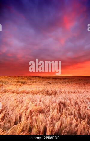 Herrlicher Sonnenuntergang auf einem Feld mit reifem Weizen, bereit für die Ernte, mit weichem, bunten Himmelshintergrund und Kopierraum. Lebendiger Blick auf die Landschaft auf ländlichem Ackerland mit gemischten sanften Farben und beruhigenden Wolken Stockfoto