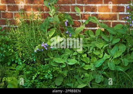 Lila Cranesbill-Blumen wachsen in einem Garten. Im Frühling blühen farbenfrohe, mehrjährige Blütenköpfe. Lebendige und dekorative Blumenpflanzen im Garten, die sich in einem hellen grünen Park oder im Hinterhof abheben Stockfoto