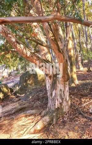 Eukalyptuswälder wachsen auf einer felsigen Wiese auf einem Hügel in Südafrika. Landschaft eines Birkenbaums mit Rindenschälen in bewaldeten Gebieten in der Nähe von Kapstadt. Friedliche und ruhige Naturszene Stockfoto
