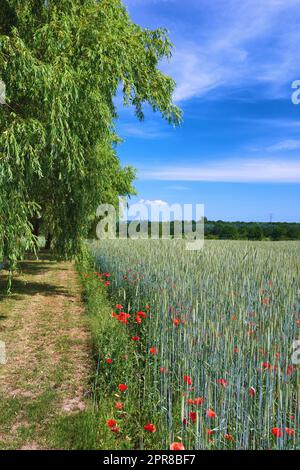 Rote Mohnblumen wachsen an sonnigen Tagen draußen in der Natur. Kopieren Sie die Landschaft eines farbenfrohen grünen Feldes im Frühling. Viele helle und lebendige Pflanzen blühen und blühen im Freien Stockfoto