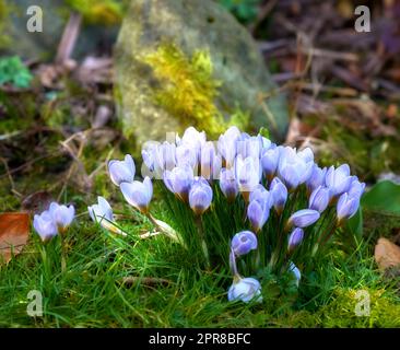 Wunderschönes Krokus, das an einem sonnigen Tag im Wald blüht. Leuchtende violette Blumen symbolisieren Wiedergeburt und romantische Hingabe. Blühende wilde Pflanzen, die in den Wäldern wachsen und von lebendigem Gras umgeben sind Stockfoto