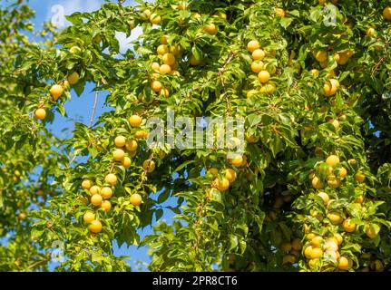 Kirschpflaumen (Prunus cerasifera) Stockfoto