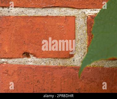 Nahaufnahme einer roten Backsteinwand mit einem grünen Blatt und Kopierraum. Vergrößern Sie die Details einer erstellten Struktur mit einer rauen Oberfläche und einem Kopierbereich. Linien und Muster aus Betonziegeln, unterschiedliche Größe und Form Stockfoto