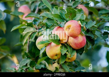 Gruppe reifer roter Äpfel auf einem Baum mit grünen Blättern. Biologisches, gesundes Obst, das auf einem Ast eines Obstbaums auf einem nachhaltigen Bauernhof oder Garten angebaut wird. Köstliche, nahrhafte frische Produkte in der Erntesaison Stockfoto