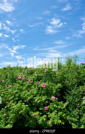 Blühende sylter-Rosenpflanze unter dem blauen, wolkigen Himmel. Ein ruhiger Sommertag mit wunderschönem Grün an einem sonnigen Tag. Ein malerischer Blick auf das Laub mit klarem Himmel im Hintergrund und Kopierraum Stockfoto