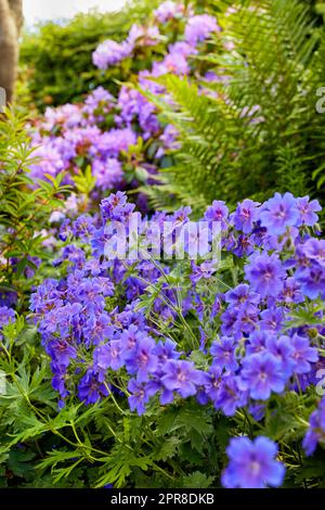 Ein Kranich im Garten in der Mittagssonne. Ein Haufen wunderschöner, zarter Kraniche, Blüten einer Iris, ein blaues Geranium in der Natur. Ein blühender Kranich in einem botanischen Garten Stockfoto