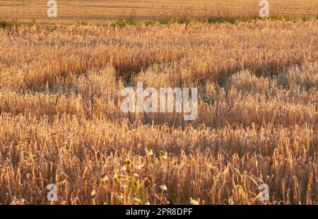 Nahaufnahme mit einem Kopierraum von Weizen, der auf einem Bauernhof in der Sonne im Freien wächst. Landschaft mit goldenen Stängeln aus reifendem Roggen und Getreidekörnern, die auf einem Maisfeld angebaut und auf dem Land zu Mehl verarbeitet werden Stockfoto