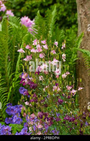 Ein Strauß von Kolumbinenblumen in einem Garten draußen mit Kopierraum. Im Sommer wachsen in einem Park oder Garten in der Natur rosafarbene und lila Aquilegia-Blüten vor einem verschwommenen Hintergrund Stockfoto