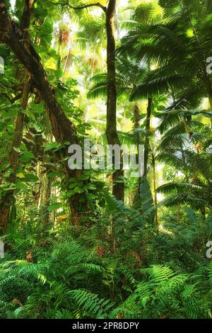 Hoher Baum mit wilden Reben und Triebe in einem grünen Wald in Hawaii, USA. Ein friedlicher Regenwald in Harmonie, Natur mit malerischen Ausblicken, natürlichen Mustern und Strukturen. Versteckter Frieden und Zen in einem Dschungel Stockfoto