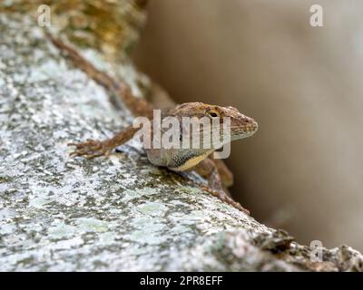 Eine Nahaufnahme einer braunen Anole-Eidechse, die auf einer Baumrinde krabbelt Stockfoto