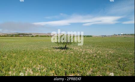 Kleiner Baum mit einer abgerundeten Krone in der Mitte eines grünen Feldes und blauem Himmel mit kleinen Wolken an einem sonnigen Tag. Stockfoto
