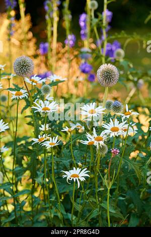 Nahaufnahme frischer Gänseblümchen und große Distel in einem Garten. Ein Haufen weißer und lila Blumen auf einem Feld, die die Schönheit der Natur und die friedliche Atmosphäre der Natur im Garten von Zen noch verstärken Stockfoto