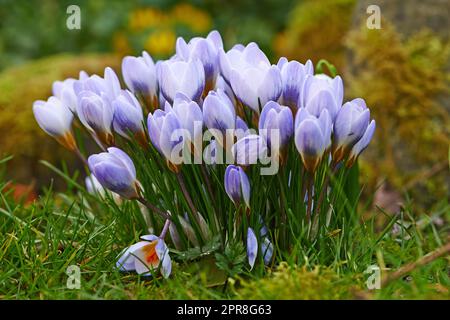 Nahaufnahme von frischen Crocus-Blumen, die auf einem Rasen oder Garten wachsen. Ein Haufen lila Blumen in einem Wald, die die Schönheit der Natur und das friedliche Ambiente der Natur noch verstärken. Blumenkopf blüht im Zen-Garten Stockfoto