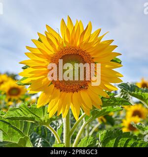 Riesige russische Sonnenblumen, die an einem hellen Tag auf einem Feld oder im botanischen Garten wachsen. Nahaufnahme von helianthus annuus mit leuchtend gelben Blütenblättern im Frühling. Wunderschöne Pflanzen blühen auf einer Wiese Stockfoto