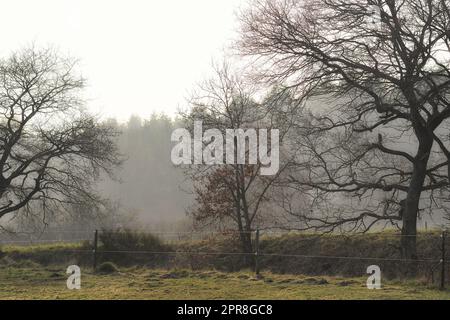 Bläuliche Herbstbäume in einem Wald an einem nebligen Morgen mit Kopierraum. Naturlandschaft mit vielen Baumzweigen in abgelegener Naturlandschaft. Wilde Wälder mit Gras und Herbstblättern im frühen Winter Stockfoto