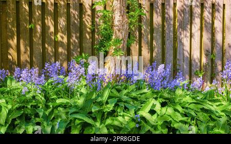 An einem sonnigen Tag wachsen in einem grünen Garten Blauflächen mit Holztor-Hintergrund. Details blauer Blumen in Harmonie mit der Natur, ruhige wilde Blumenfelder in einem Zen, ruhiger Garten Stockfoto