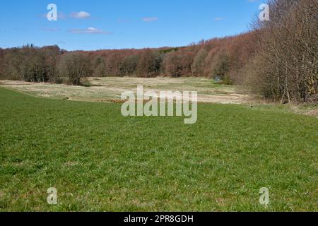 Malerische Sommerlandschaft mit Wiesen und Bäumen mit blauem Himmel. Feld mit grünem Gras im Herbst. Blick auf abgelegenes Grünland auf dem Land in Dänemark Stockfoto