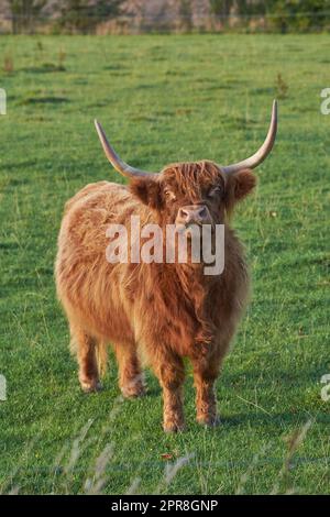 Die Highland-Kuh erschreckte sich, als sie tagsüber aß. Longhorn-Rinder schauen auf, während sie auf einer großen, offenen Wiese weiden. Brauner, pelziger Stier mit großen Hörnern steht auf einem Feld mit grünem Gras. Stockfoto