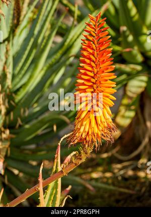 Lebendige Candelabra Aloe Flora wächst in einem Garten im Garten oder in der Natur an einem sonnigen Sommertag. Nahaufnahme einer Orangenpflanze in einem Waldfeld mit Sonnenlicht an einem Frühlingsnachmittag Stockfoto