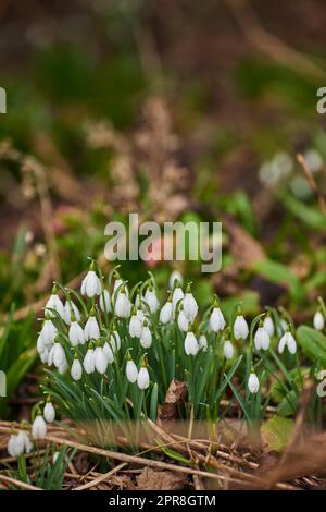 Weiße Schneeglöckchen wachsen in ihrem natürlichen Lebensraum in einem dichten Wald im Freien. Grün oder scheut Schneeflocken im Wald. Galanthus Woronowii floriert in einer nachhaltigen Umwelt oder einem nachhaltigen Ökosystem Stockfoto