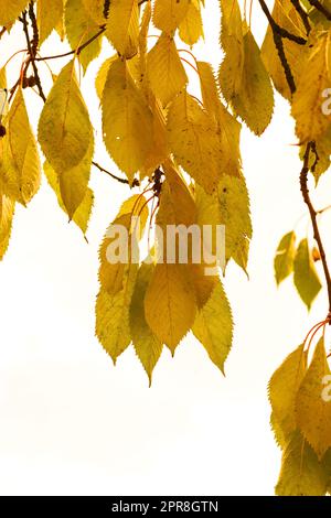 Nahaufnahme von bunten Herbstblättern, die auf Baumzweigen wachsen, isoliert vor weißem Hintergrund mit Kopierraum. Textur und Detaillierungsgrad der gelben Blätter von Reben, die als natürlicher Naturhintergrund verwendet werden Stockfoto