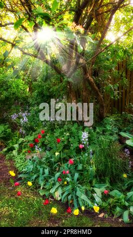 Farbenfroher Garten mit verschiedenen Pflanzen und Blumen in der Sonne. Rot und Gelb wuchsen Tulpen zwischen den lila spanischen Blauen in einem Park. Lebhafte Natur mit Blick auf üppiges Laub im Frühling Stockfoto