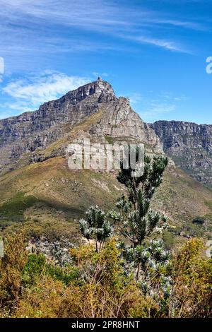 Berghintergrund, friedliches felsiges Land vor blauem Himmel mit Copyspace. Lebhaftes Land mit üppig grünen Büschen und Pflanzen, die in Harmonie in der Natur wachsen. Entspannende, beruhigende Aussicht auf Südafrika Stockfoto