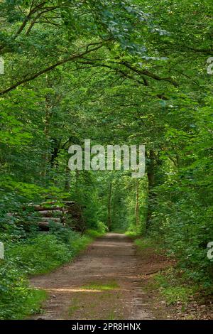 Üppiger Wald mit einer alten Straße durch eine magische grüne Wildnis. Friedliche, ruhige Naturlandschaft mit endlosen Wäldern, die Sie auf Reisen erkunden können. Im Frühjahr wachsen in Dänemark lebhafte Bäume Stockfoto