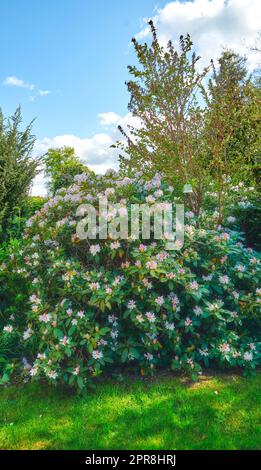 Wunderschöne Rhododendron-Büsche wachsen an einem sonnigen Tag in einem lebendigen Garten. Viele üppige grüne Pflanzen in einem Hinterhof mit bunten Blumen. Helle Flora in einem ruhigen Zen Park mit harmonischer Natur Stockfoto