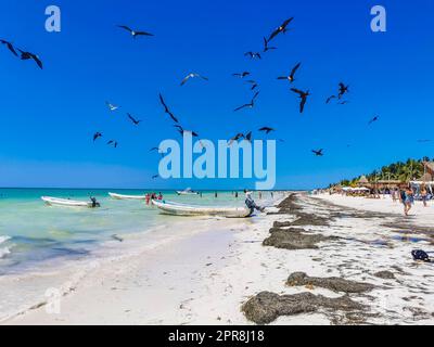 Fregatvögel fressen am Strand von Holbox Mexico. Stockfoto