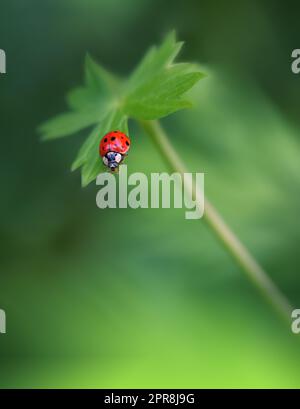 Schöner Naturhintergrund. Wildes Feld. Nahaufnahme. Sommerlandschaft. Ländliche Landschaft unter schimmerndem Sonnenlicht. Kreative künstlerische Hintergrundbilder. Kunstfotografie. Abstraktes Makrofoto. Roter Ladybug. Kunstdesign. Grüne Farbe. Kopierbereich. Grünes Feld. Tier auf einer Wiese. Stockfoto