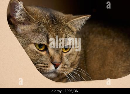 Eine Erwachsene, gerade-ohrige schottische Katze sitzt in einem braunen Papphaus zum Spielen und Entspannen Stockfoto