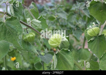 inka-Beere im Garten Stockfoto