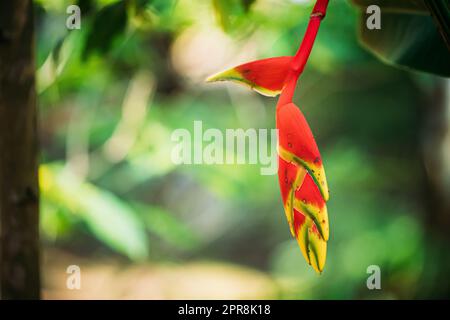 Goa, Indien. Rote Blume Von Heliconia Rostrata, Auch Bekannt Als Hängende Hummerkralle Oder Falscher Vogel Des Paradieses Stockfoto