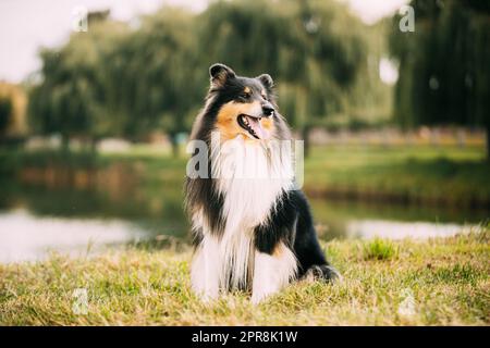 Tricolor Rough Collie, Funny Scottish Collie, Langhaarige Collie, Englisch Collie, Lassie Hund posiert im Freien an der Seenküste Stockfoto