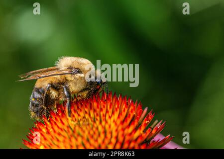 Eine mit Pollen bedeckte Hummel sammelt Nektar Stockfoto