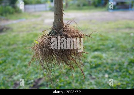 Wurzelsystem Stockfoto