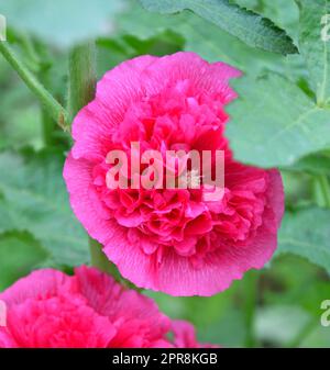 Blumenstrauß (Lat. Alcea rosea) oder Malva (Latin. Malva) Terry (Doppel) Stockfoto