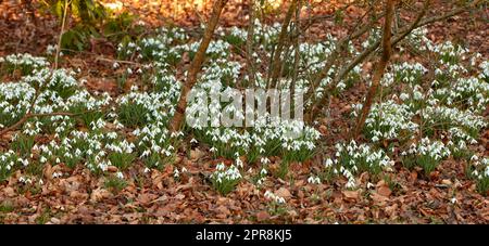 Galanthus woronowii wächst in ihrem natürlichen Lebensraum in einem dichten Wald. Grüner Schneefall im Wald. Weltzeitalter Schneefall. Pflanzenarten, die in ihrem natürlichen Lebensraum und ihrer Umwelt gedeihen Stockfoto