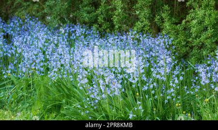 Blaue kent-Glockenblumen wachsen und blühen auf grünen Stämmen in einem privaten und abgeschiedenen Garten. Strukturierte Details von gewöhnlichen Bluebell- oder campanula-Pflanzen, die im mystischen Garten blühen und blühen Stockfoto