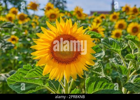 Riesige russische Sonnenblumen, die an einem hellen Tag auf einem Feld oder im botanischen Garten wachsen. Nahaufnahme von helianthus annuus mit leuchtend gelben Blütenblättern im Frühling. Wunderschöne Pflanzen blühen auf einer Wiese Stockfoto