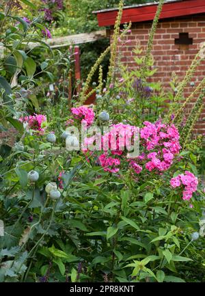 Ein Garten voller rosa Phloxblumen, die in einem Garten wachsen. Üppige Pflanzen blühen in einem botanischen Garten mit grünem Laub. Zarte Frühlingsblüten, die im Frühling auf einem Bio-Blumenbeet wachsen Stockfoto