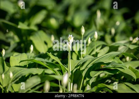 Blätter und Knoblauchknospen an einem sonnigen Frühlingstag Stockfoto