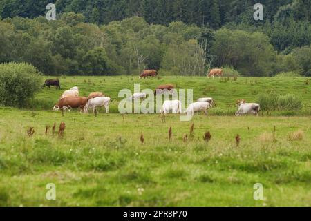 Eine Rinderfarm mit Kühen, die an einem Sommermorgen auf grüner Weide weiden. Vieh oder Herde, die sich im Frühling auf einer Wiese im Freien ernährt. Brauner und weißer Kuhbestand auf einem Feld, der isst Stockfoto