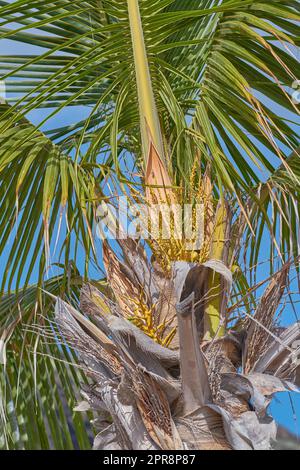 Ein Kokosnussbaum mit üppigen grünen Blättern, die unter der Sonne scheinen, in einem exotischen, paradiesischen oder tropischen Reiseziel in La Palma, Kanarischen Inseln, Spanien. Eine wachsende Palme von unten Stockfoto