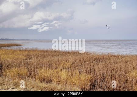Landschaft eines Sees mit Schilf vor einem bedeckten Horizont am Meer. Ruhiges Sumpfgebiet an einem bewölkten Wintertag mit wildem, trockenem Gras in Dänemark. Ruhige und abgeschiedene Angelstelle in landschaftlich schöner Natur Stockfoto