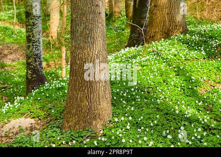 Blühende Holzanemone Anemonoides nemorosa im Wald im Frühjahr. Weiße Blumen und grüne Vegetation wachsen zwischen den Bäumen auf dem Waldboden. Moos bedeckte Baumstämme wachsen. Stockfoto