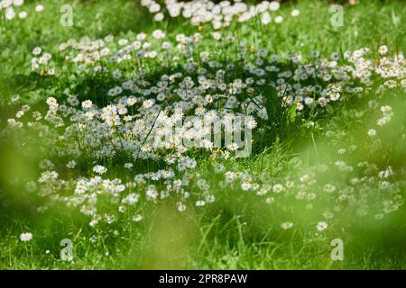 Eine wunderschöne Wiese im Frühling voller blühender Gänseblümchen mit weißer gelber Blüte und grünem Gras. Eine Wiese voller blühender Gänseblümchen und Gras, wilde Gänseblümchen auf einem Feld an einem sonnigen Tag. Stockfoto